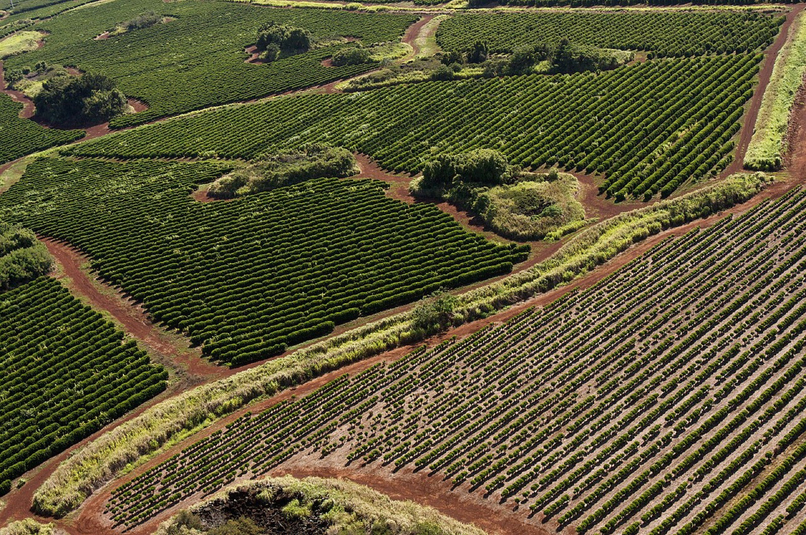 Coffee plantation rows from above