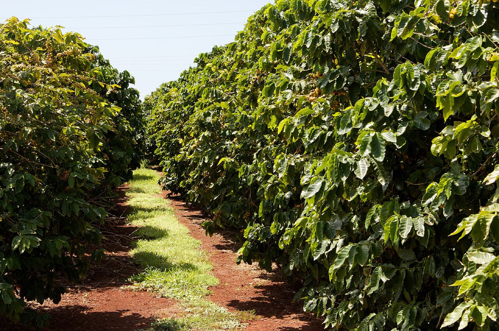 A row of coffee trees on a farm